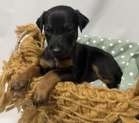 AKC Luke (baby blue collar) , a male Doberman Pinscher for sale in Redfield, AR – 2 of 10