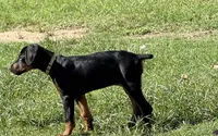 AKC Cara (white collar) , a female Doberman Pinscher for sale in Redfield, AR – 2 of 9