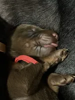 Boba (red collar) AKC, a male Doberman Pinscher for sale in Redfield, AR – 2 of 15