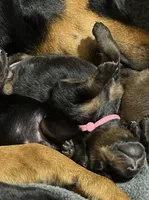 Rose (pink collar) AKC, a female Doberman Pinscher for sale in Redfield, AR – 6 of 14