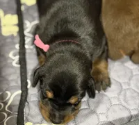  Leia (pink collar) AKC, a female Doberman Pinscher for sale in Redfield, AR – 18 of 19