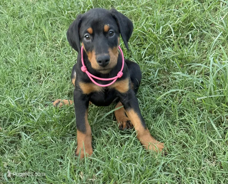   AKC Rose (pink collar) – Doberman Pinscher puppy for sale in Redfield, AR