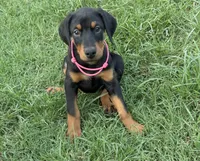   AKC Rose (pink collar), a female Doberman Pinscher for sale in Redfield, AR – 2 of 10