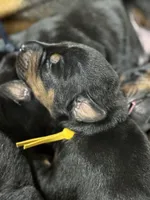 Poe (yellow collar) AKC, a male Doberman Pinscher for sale in Redfield, AR – 2 of 11