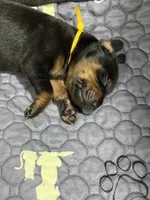 Poe (yellow collar) AKC, a male Doberman Pinscher for sale in Redfield, AR – 9 of 11