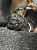 Cara (white collar) AKC, a female Doberman Pinscher for sale in Redfield, AR – 19 of 21
