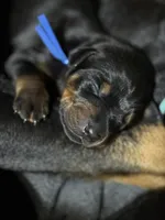 Jango (blue collar) AKC, a male Doberman Pinscher for sale in Redfield, AR – 6 of 12