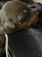 Padme (green collar) AKC, a female Doberman Pinscher for sale in Redfield, AR – 6 of 9