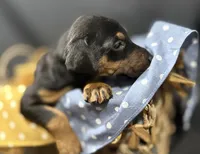 AKC Finn (orange collar) , a male Doberman Pinscher for sale in Redfield, AR – 6 of 9