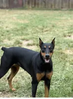  Leia (pink collar) AKC, a female Doberman Pinscher for sale in Redfield, AR – 16 of 19