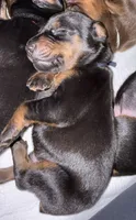 Maul (navy blue collar) AKC, a male Doberman Pinscher for sale in Redfield, AR – 6 of 11