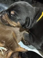 Poe (yellow collar) AKC, a male Doberman Pinscher for sale in Redfield, AR – 8 of 11
