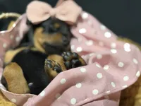   AKC Rose (pink collar), a female Doberman Pinscher for sale in Redfield, AR – 5 of 10