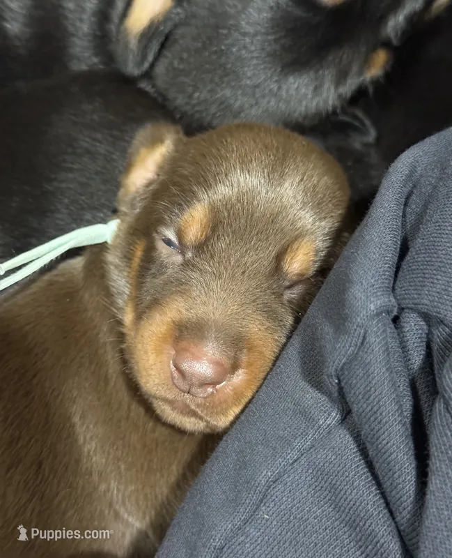 Padme (green collar) AKC – Doberman Pinscher puppy for sale in Redfield, AR