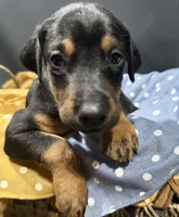 AKC Finn (orange collar) , a male Doberman Pinscher for sale in Redfield, AR – 9 of 9