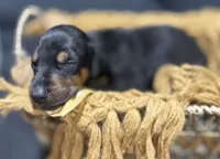 AKC Poe (yellow collar), a male Doberman Pinscher for sale in Redfield, AR – 7 of 8