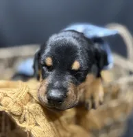 AKC Jango (blue collar), a male Doberman Pinscher for sale in Redfield, AR – 3 of 8