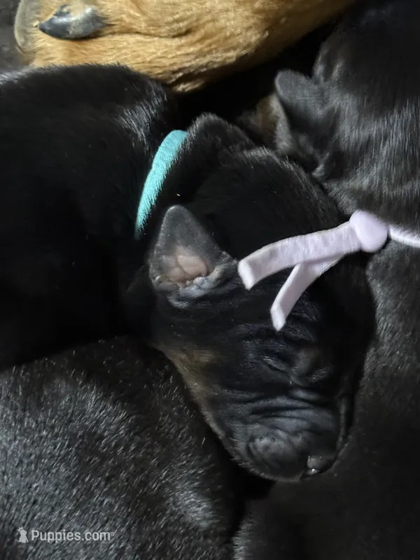 Luke (baby blue collar) AKC – Doberman Pinscher puppy for sale in Redfield, AR