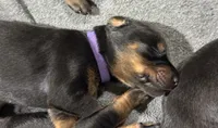 Leia (purple  collar) AKC, a female Doberman Pinscher for sale in Redfield, AR – 9 of 9