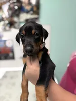 AKC Han (brown collar) , a male Doberman Pinscher for sale in Redfield, AR – 3 of 8
