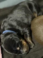 Jango (blue collar) AKC, a male Doberman Pinscher for sale in Redfield, AR – 4 of 12