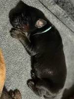 Luke (baby blue collar) AKC, a male Doberman Pinscher for sale in Redfield, AR – 5 of 12