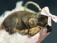 AKC Padme (green collar) , a female Doberman Pinscher for sale in Redfield, AR – 2 of 9