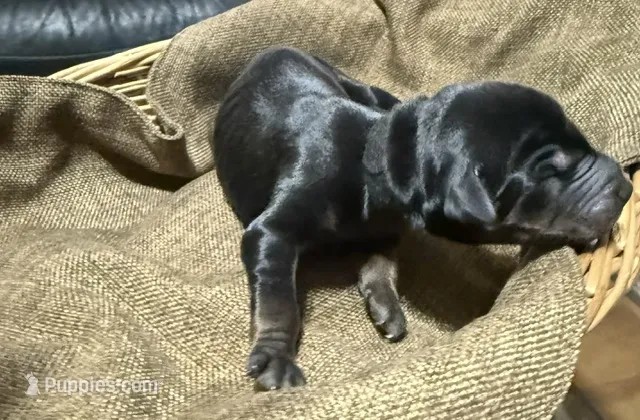 Maul (Black collar) – Doberman Pinscher puppy for sale in Redfield, AR