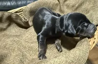 Maul (Black collar), a male Doberman Pinscher for sale in Redfield, AR – 1 of 1