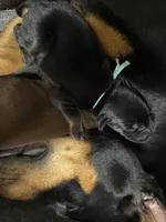 Luke (baby blue collar) AKC, a male Doberman Pinscher for sale in Redfield, AR – 6 of 12
