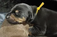 Poe (yellow collar) AKC, a male Doberman Pinscher for sale in Redfield, AR – 7 of 11