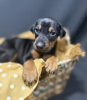 AKC Maul (Black collar), a male Doberman Pinscher for sale in Redfield, AR – 4 of 10
