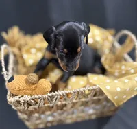 AKC Maul (Black collar), a male Doberman Pinscher for sale in Redfield, AR – 6 of 10
