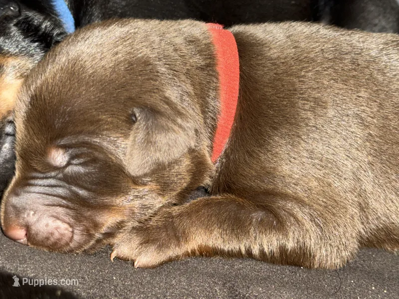 Boba (red collar) AKC – Doberman Pinscher puppy for sale in Redfield, AR