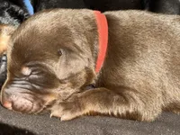 Boba (red collar) AKC, a male Doberman Pinscher for sale in Redfield, AR – 1 of 15