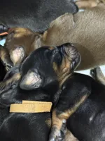 Han (brown collar) AKC, a male Doberman Pinscher for sale in Redfield, AR – 10 of 15