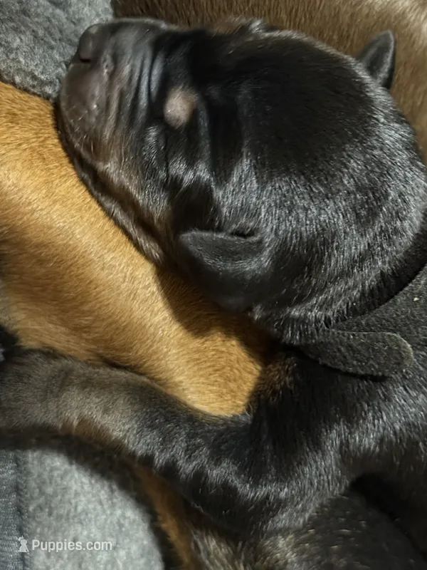 Maul (Black collar) – Doberman Pinscher puppy for sale in Redfield, AR