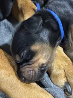 Jango (blue collar) AKC, a male Doberman Pinscher for sale in Redfield, AR – 10 of 12