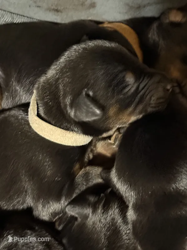 Cara (white collar) – Doberman Pinscher puppy for sale in Redfield, AR