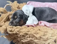 AKC Cara (white collar) , a female Doberman Pinscher for sale in Redfield, AR – 3 of 9