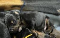 Maul (navy blue collar) AKC, a male Doberman Pinscher for sale in Redfield, AR – 3 of 11