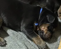 Jango (blue collar) AKC, a male Doberman Pinscher for sale in Redfield, AR – 7 of 12