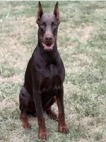   Leia (pink collar) AKC, a female Doberman Pinscher for sale in Redfield, AR – 17 of 19
