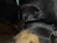 Luke (baby blue collar) AKC, a male Doberman Pinscher for sale in Redfield, AR – 7 of 12