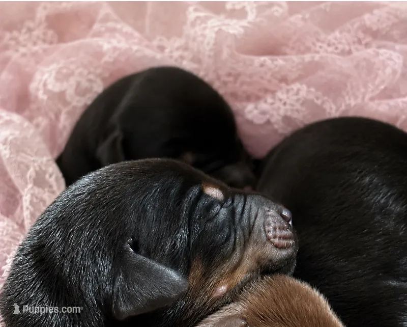 Rose  (Pink collar) – Doberman Pinscher puppy for sale in Redfield, AR