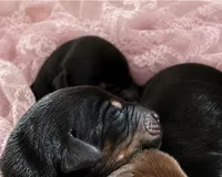 Rose  (Pink collar), a female Doberman Pinscher for sale in Redfield, AR – 2 of 4