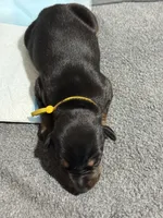 Poe (yellow collar) AKC, a male Doberman Pinscher for sale in Redfield, AR – 6 of 11