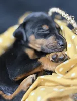 AKC Poe (yellow collar), a male Doberman Pinscher for sale in Redfield, AR – 6 of 8