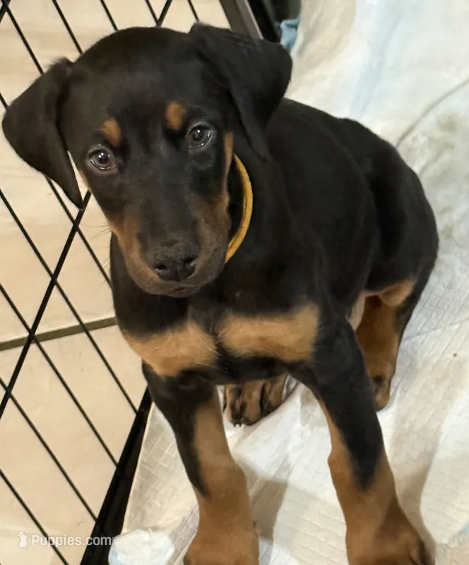 AKC Cara (white collar)  – Doberman Pinscher puppy for sale in Redfield, AR