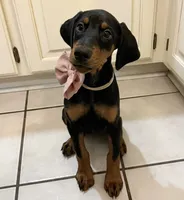   AKC Rose (pink collar), a female Doberman Pinscher for sale in Redfield, AR – 9 of 10